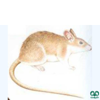 گونه موش خاردار Eastern Spiny Mouse